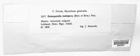 Desmopatella tomispora image